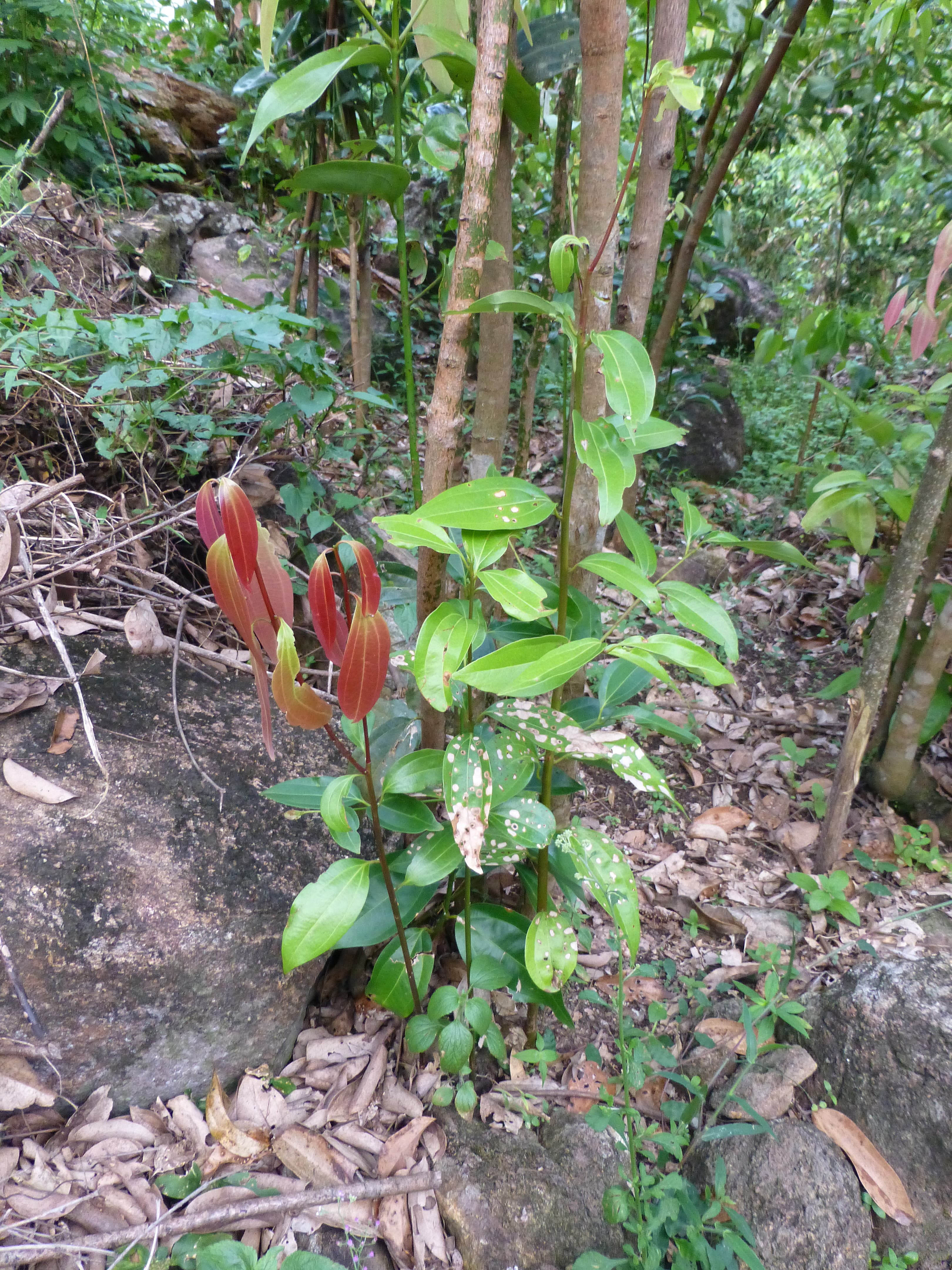 Cinnamomum verum plants growing in Sri Lanka