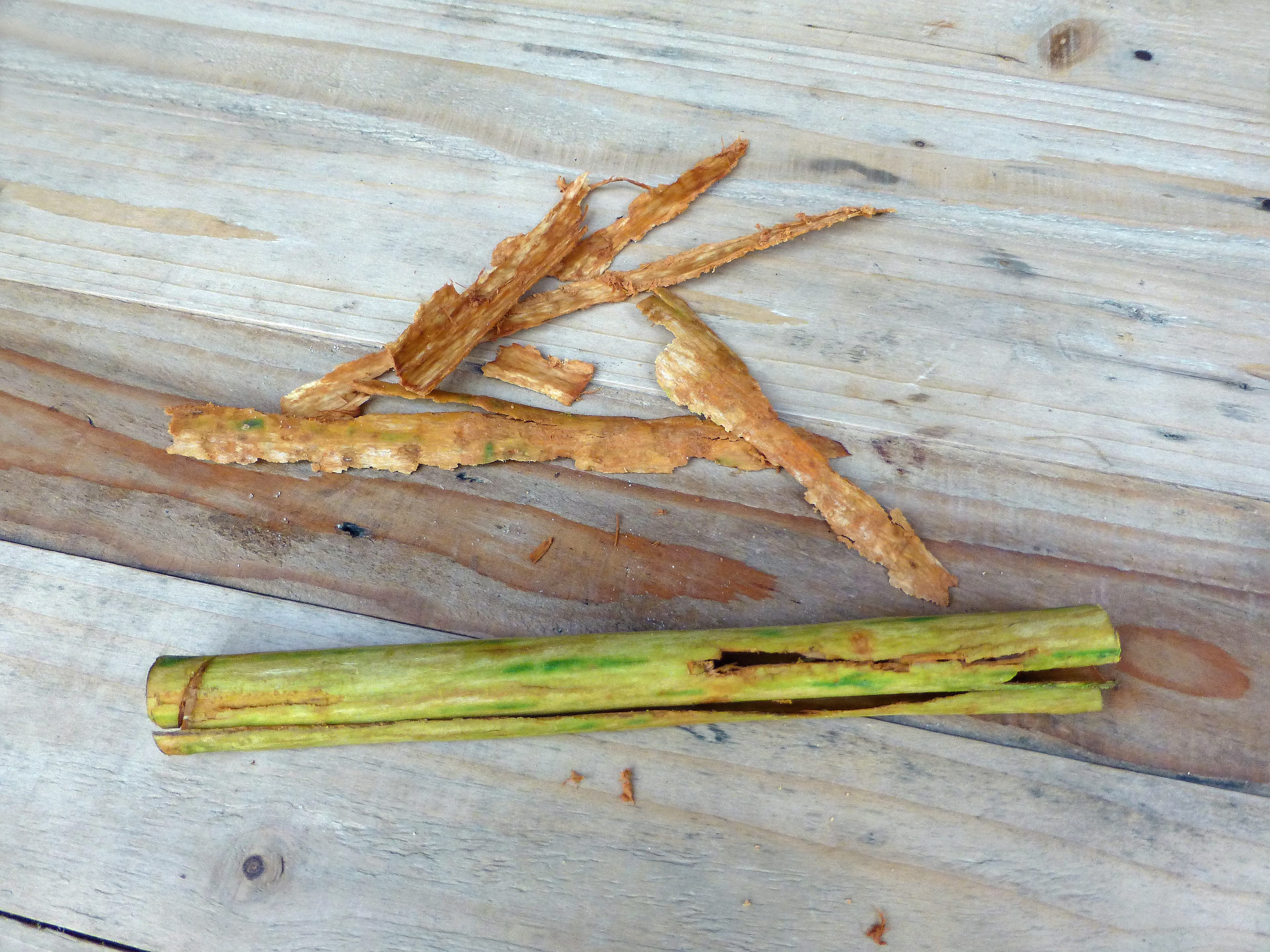 Sri Lankan Ceylon cinnamon bark prepared for bulk supply